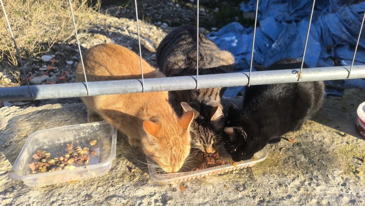 Prostoživeče mačke v našem okolju – pomagajmo jim