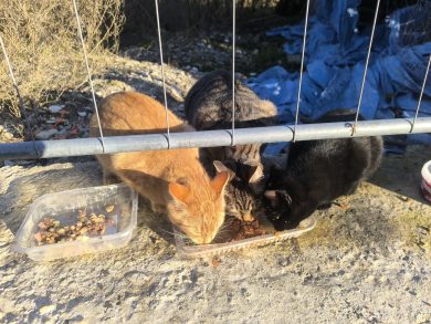 Prostoživeče mačke v našem okolju – pomagajmo jim